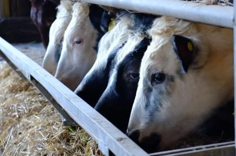 Cows Feeding 写真素材