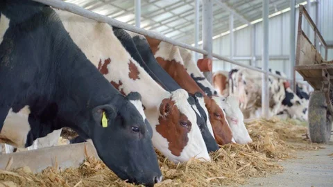 Cows Feeding Process on Farm, cows inside a farm eating hay so that they can pro Stock Footage 106951633
