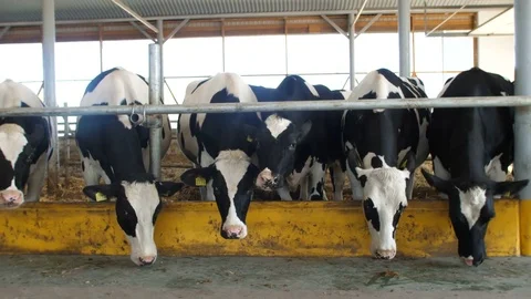 Cows feeding process on modern farm. Close up cow feeding on milk farm. Cow on Stock Footage 81275803
