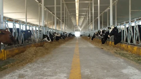 Cows feeding process on modern farm. Close up cow feeding on milk farm. Cow on Stock Footage 81305981