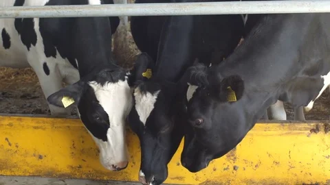 Cows feeding process on modern farm. Close up cow feeding on milk farm. Cow on Stock Footage 81306672