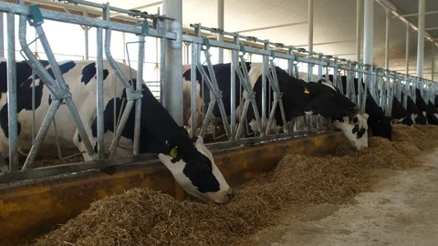 Cows feeding process on modern farm. Close up cow feeding on milk farm. Cow on Stock Footage 81435389
