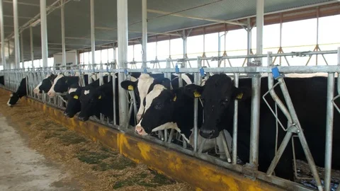 Cows feeding process on modern farm. Close up cow feeding on milk farm. Cow on Stock Footage 81436247