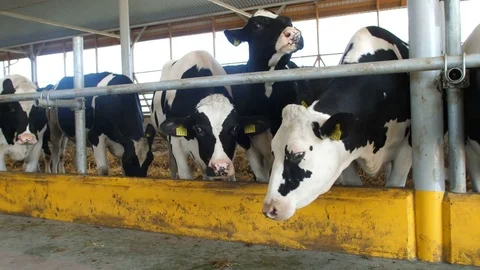 Cows feeding process on modern farm. Close up cow feeding on milk farm. Cow on Stock Footage 82363714