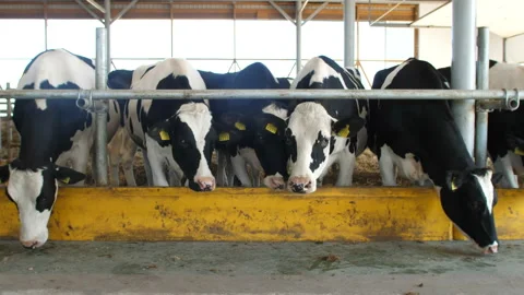 Cows feeding process on modern farm. Close up cow feeding on milk farm. Cow on Stock Footage 85831159