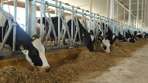 Cows feeding process on modern farm. Close up cow feeding on milk farm. Cow on Stock Footage 89270194