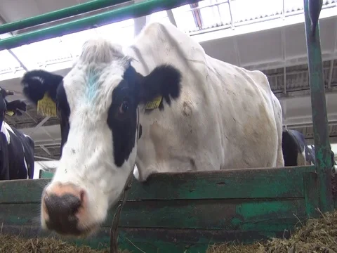 Cows feeding process on modern farm. Close up cow feeding on milk farm. Cow on d Stock Footage 103730518