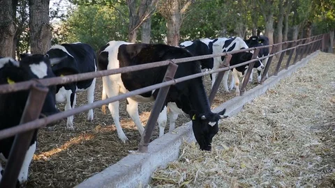 Cows feeding process on modern farm. Close up cow feeding on milk farm. Cow on Stock Footage 111662620