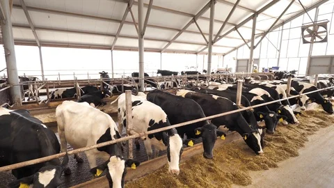 Cows feeding process on modern farm. Cow stall Stock Footage 122158061