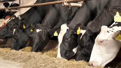 Cows feeding process on modern farm Stock Footage 124926274