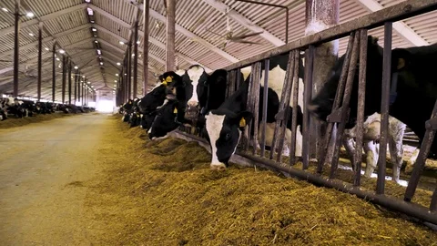 Cows feeding process on modern farm. Cows eating silage Stock Footage 126317181