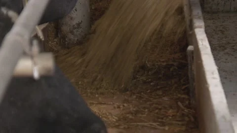 Cows feeding process on modern farm. Close up cow feeding on milk farm Stock Footage 129133856