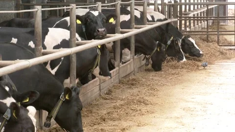 Cows feeding process on modern farm. Stock Footage 196464255