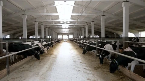 Cows feeding process on modern farm. Cow on dairy farm eating hay Stock Footage 196464315