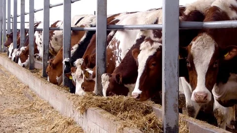 Cows feeding process on modern farm. Close up cow feeding on milk farm. Black Stock Footage 265875799