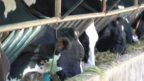 Cows feeding process on modern farm. Close up cow feeding on milk farm. Black Stock Footage 265881070