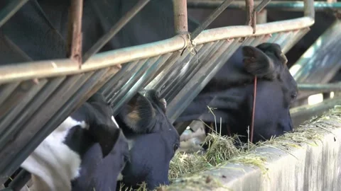 Cows feeding process on modern farm. Close up cow feeding on milk farm. Black Stock Footage 265881074