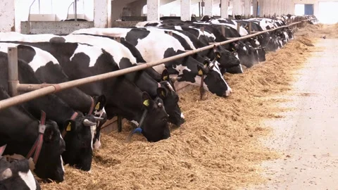 Cows feeding process on modern farm. Stock Footage 316516875