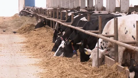 Cows feeding process on modern farm. Cow on dairy farm eating hay Stock Footage 316516936