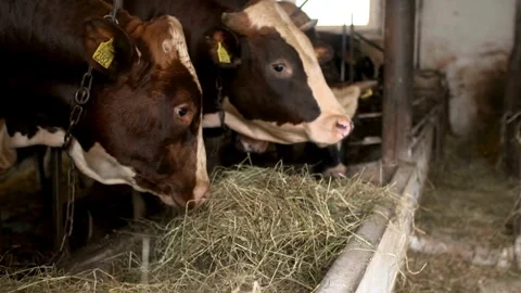 Cows feeding process on modern farm. Close up cow feeding on milk farm. Black Video stock 334656220