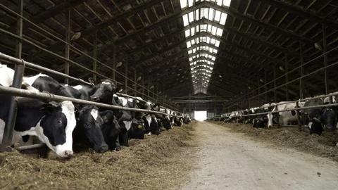 Cows feeding process on modern farm. Close up cow feeding on milk farm. Cow o Stock Photos