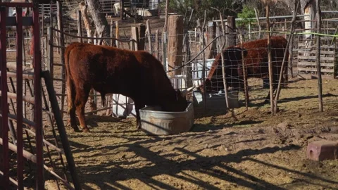 Cows feeding in a ranch corral out west Stock Footage 302818649