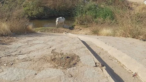 Cows Feeding In Roadside Drainage Ditch Naibawa Kano Nigeria Stock Footage 325962807
