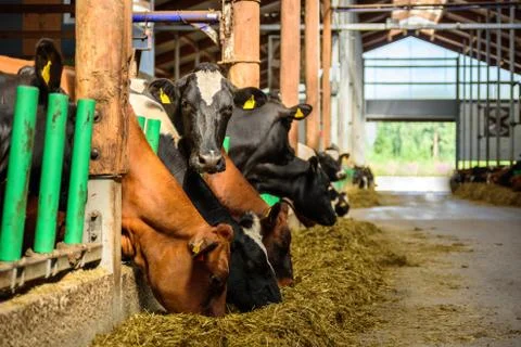 Cows feeding in a stable at farm Stock Photos