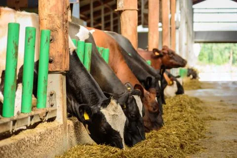 Cows feeding in a stable at farm Stock Photos