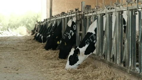 Cows feeding system. 4K Stock Footage 152781281