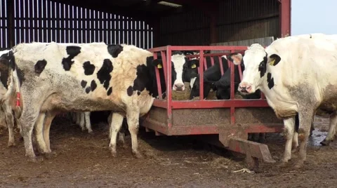 Cows Feeding.mp4 Stock Footage 45976642