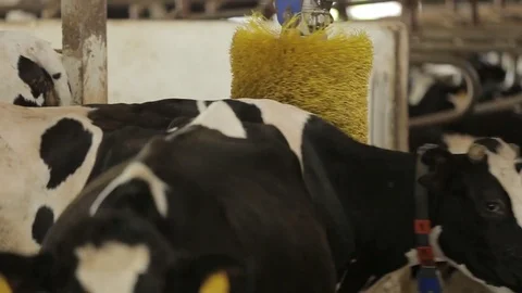 The cows in the feedlot Stock Footage 73553543