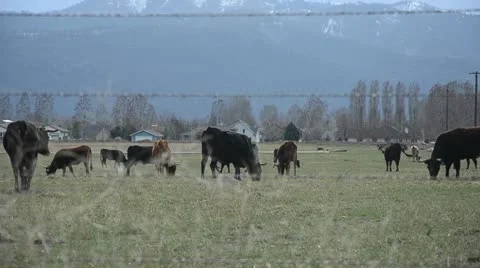 Cows with fence Stock Footage 10915982