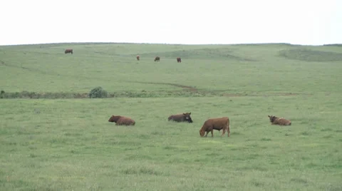 Cows field-12 Video stock 32783255