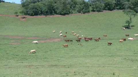 Cows field-15 Video stock 32896124