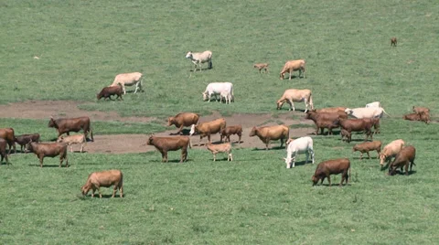 Cows field-16 Video stock 33353421