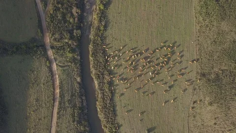 Cows on a field from above Vidéo 98419722