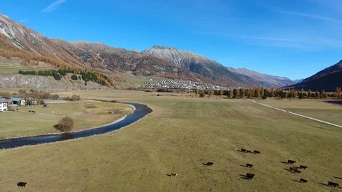 Cows in a field, aerial view over the animals with a drone. Video stock 81390463