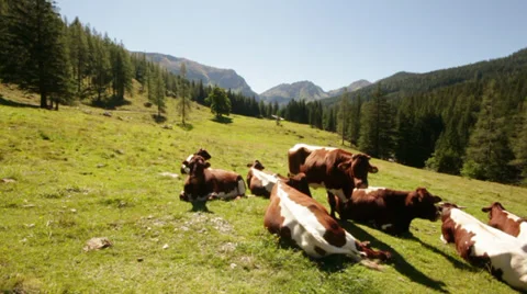 Cows on field in alpine valley Video stock 29591963
