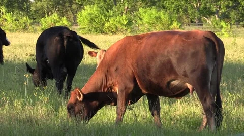 Cows in a field and barbwire eating grass and grazing Video stock 52701573