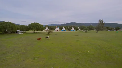 Cows in a field on the background of Indian wigwams Stock Footage 259974328