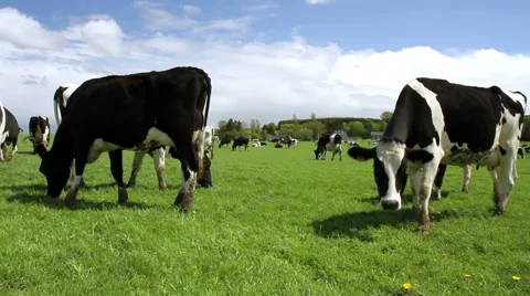 Cows on the field in Belgium. Stock Footage 49803127