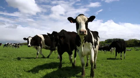 Cows on the field in Belgium. Stock Footage 49811262
