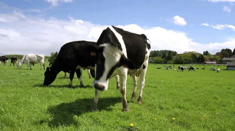 Cows on the field in Belgium. Stock Footage 49812216