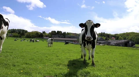 Cows on the field in Belgium. Stock Footage 49815320