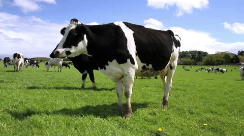 Cows on the field in Belgium. Stock Footage 49816409