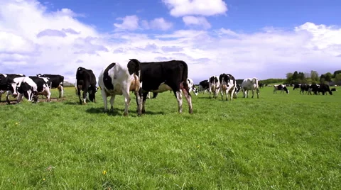 Cows on the field in Belgium. Stock Footage 49816996
