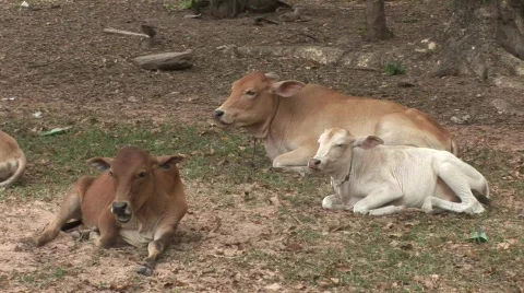 Cows in field, Cambodia Stock Footage 372498