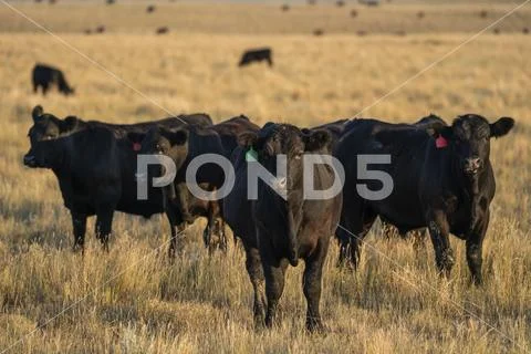 Cows in a field on the Canadian prairies; Val Marie, Saskatchewan, Canada Stock Photos