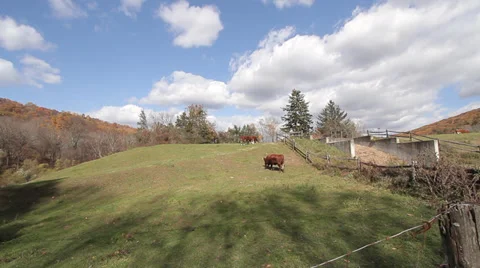 Cows in field with clouds in autumn Video stock 36892324